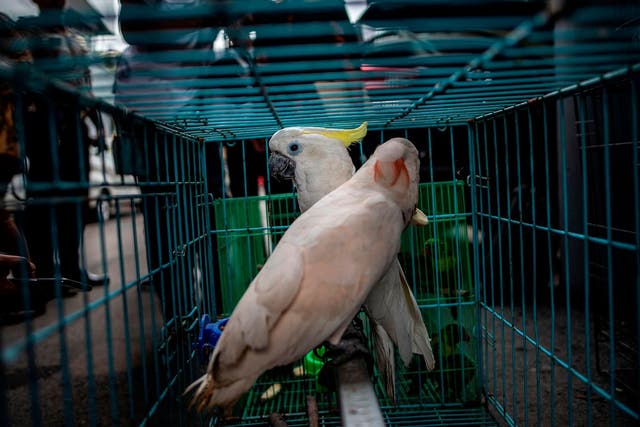 Cockatoo parrots, seized by authorities during an anti-smuggling operation in Surabaya, Indonesia