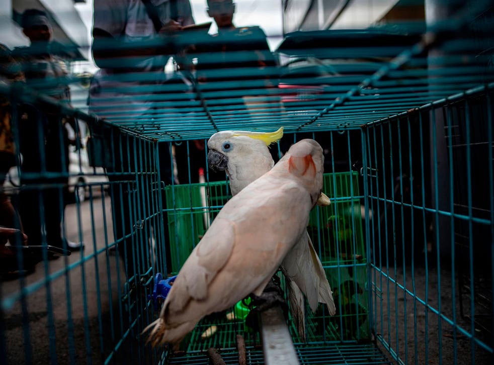 Cockatoo parrots, seized by authorities during an anti-smuggling operation in Surabaya, Indonesia