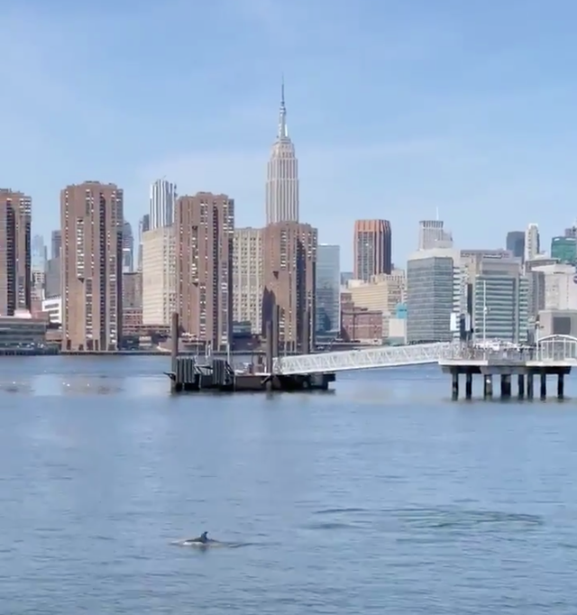 <p>Dolphins swim in Brooklyn’s Green Point waterfront on Tuesday</p>