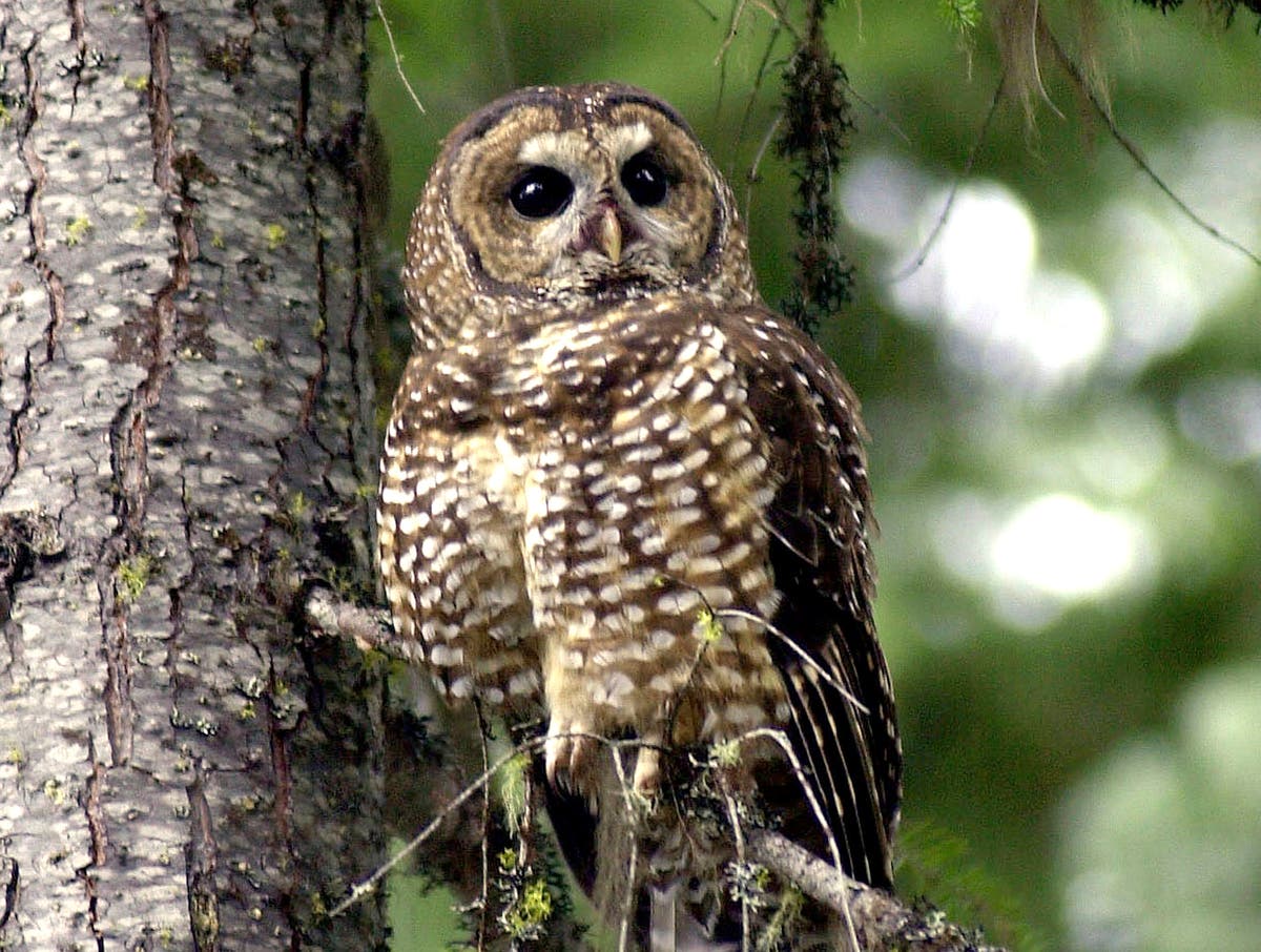 Conservationists sue to save spotted owl logging protections Conservationists sue to save spotted owl logging protections