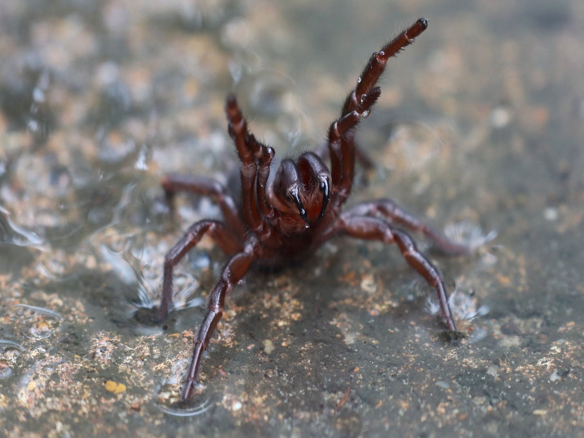 WATCH: Thousands of spiders take refuge in Australia after devastating  floods