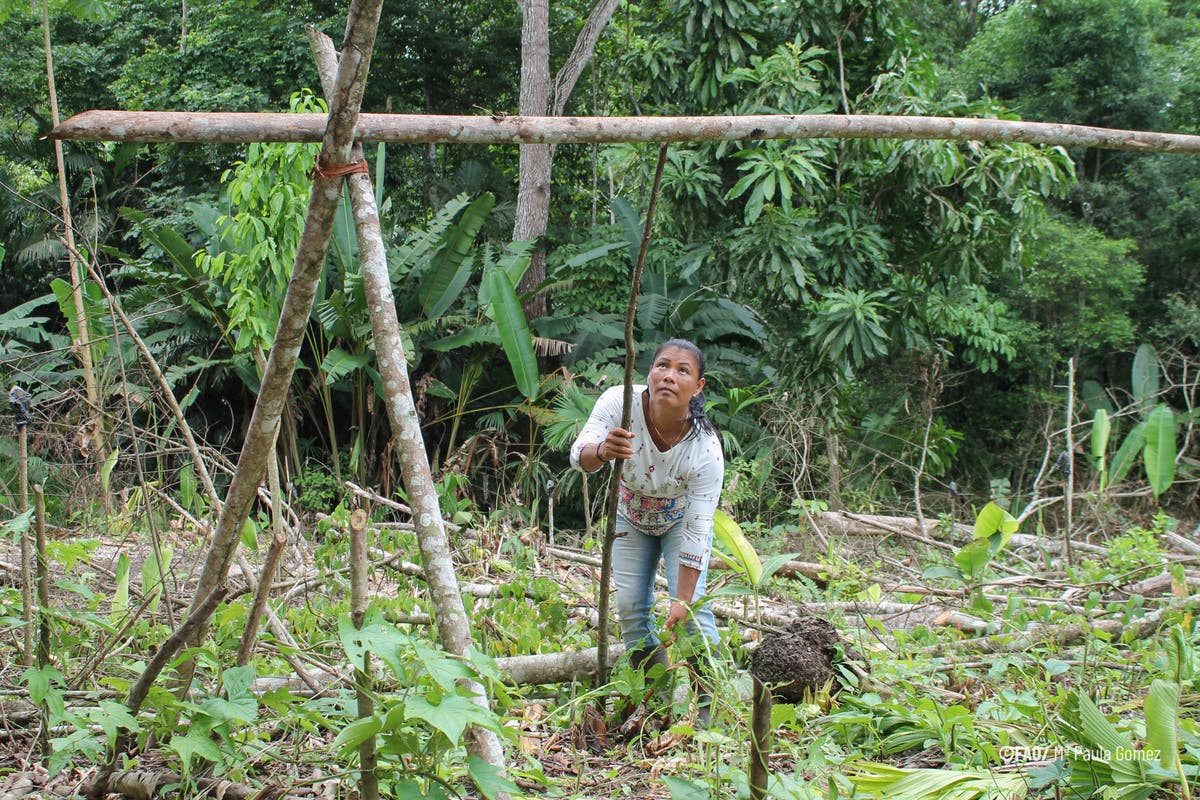 Indigenous leadership key to curbing deforestation, says UN report ...