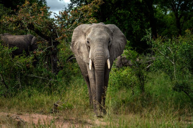 Africa Elephants Endangered