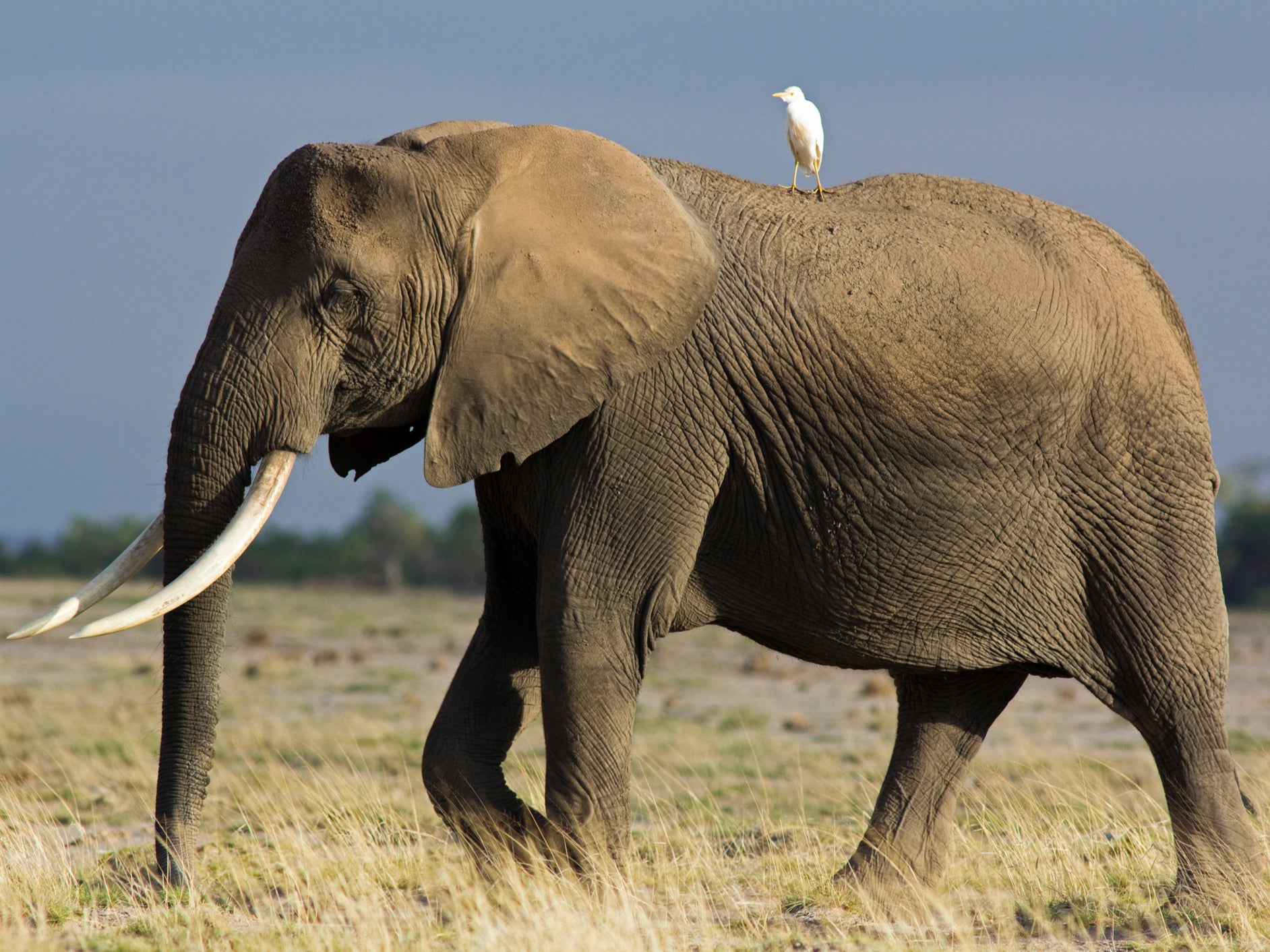 It is thought a total of just 415,000 elephants remain across Africa