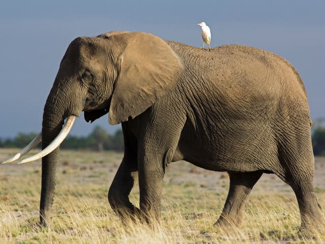 <p>It is thought a total of just 415,000 elephants remain across Africa</p>