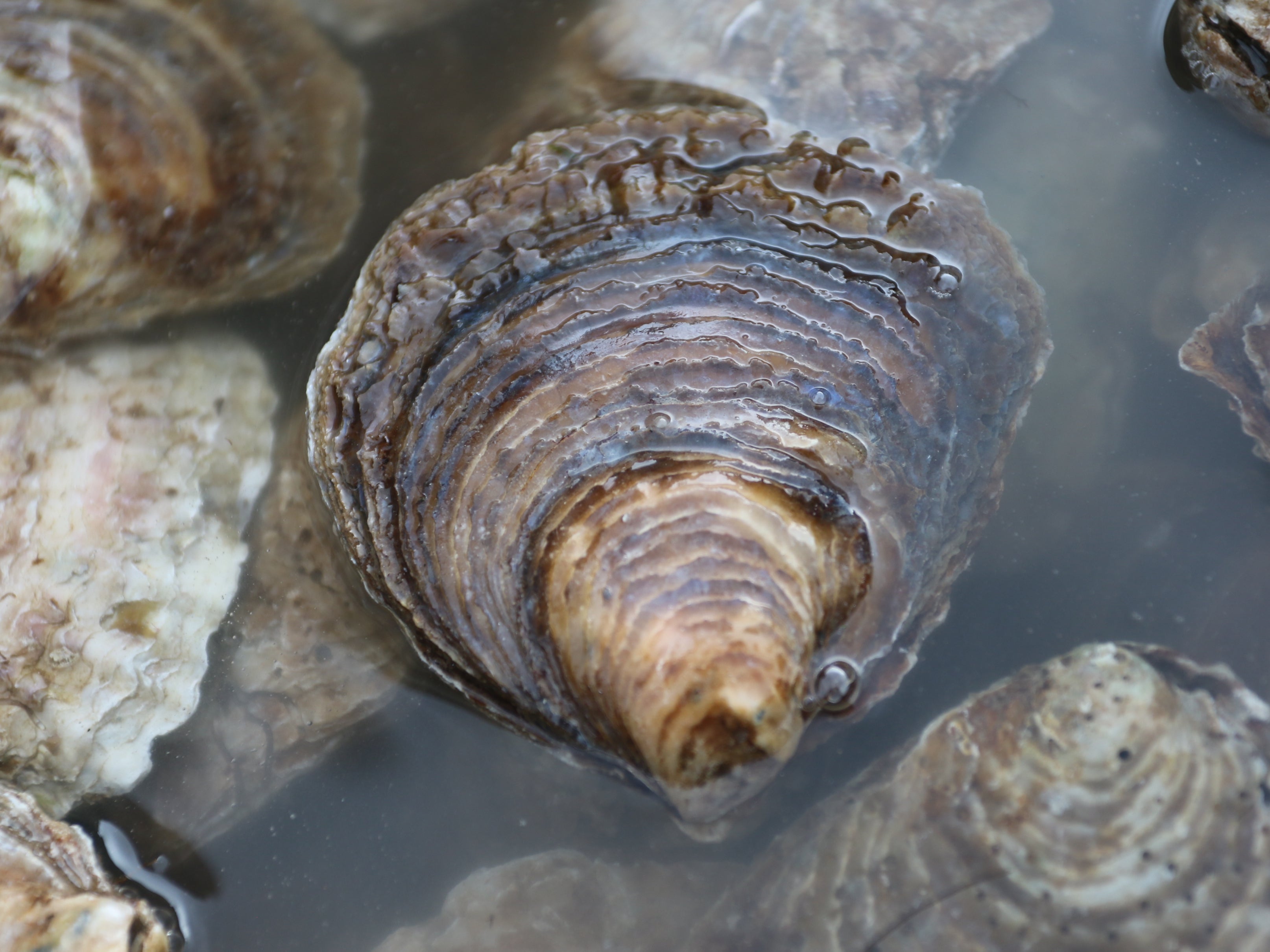 The UK’s native oyster species faces extinction after catastrophic declines