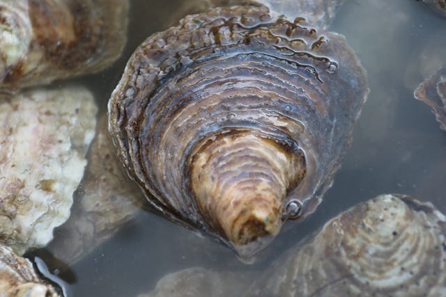 The UK’s native oyster species faces extinction after catastrophic declines