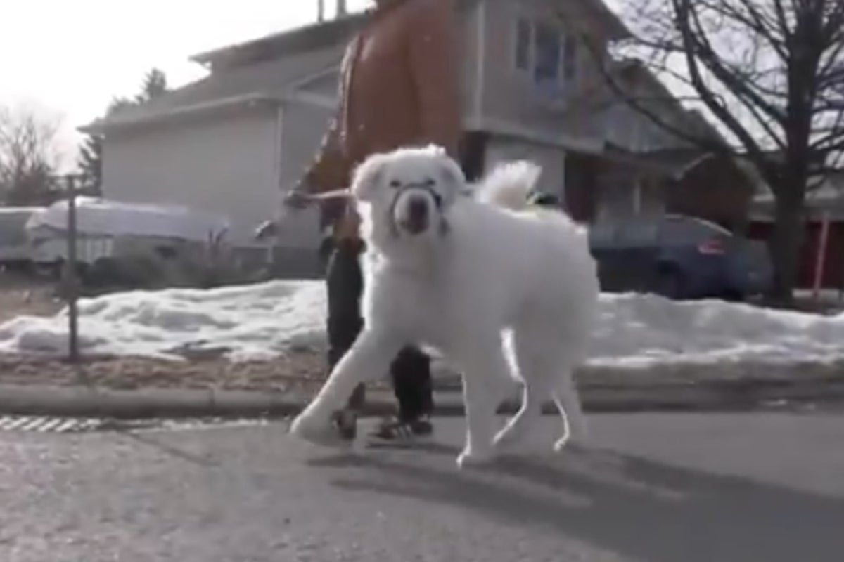 Dog stops traffic to save owner having seizure | The Independent