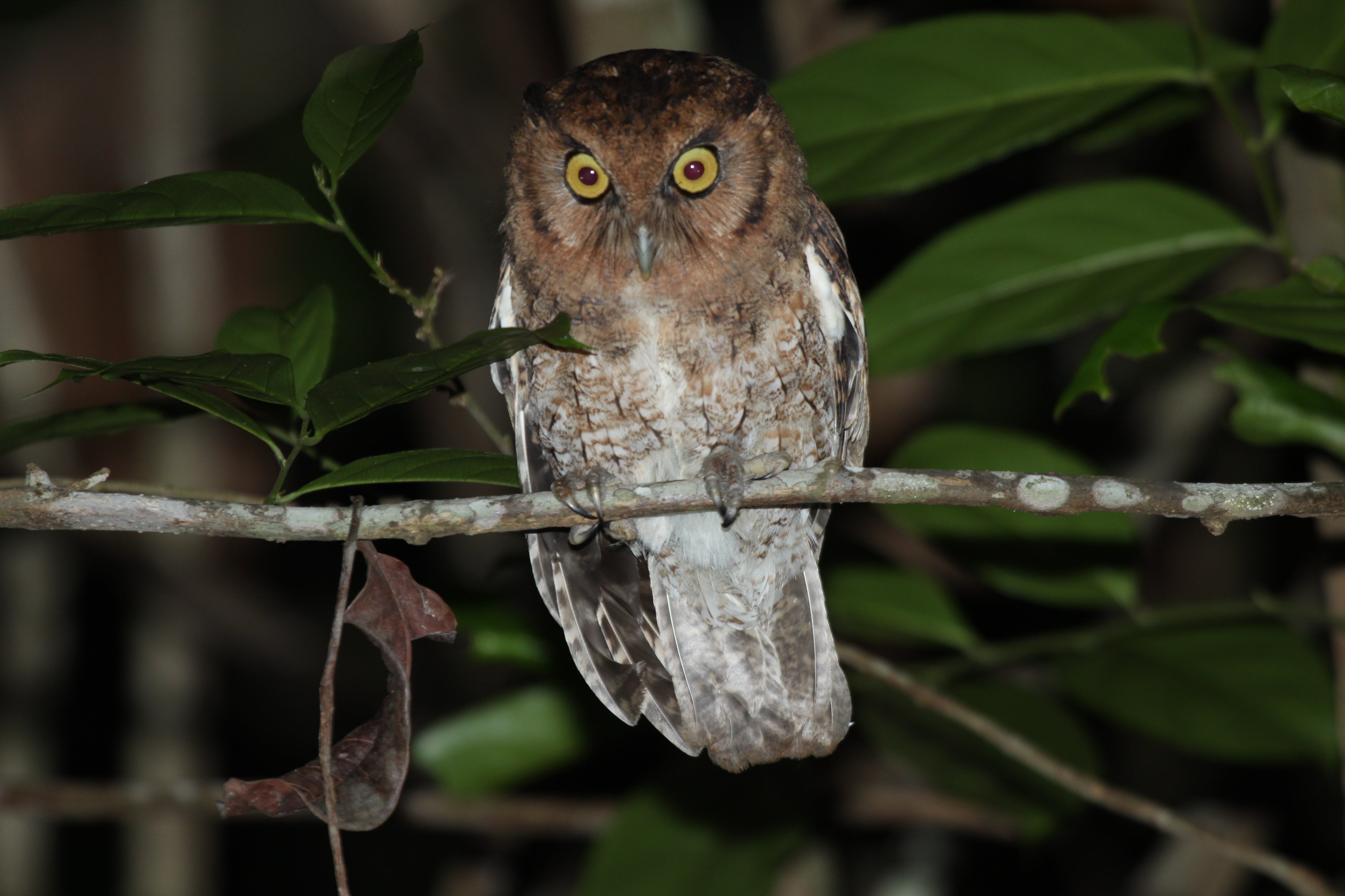 The alagoas screech owl is one of two new species discovered in the Amazon and Atlantic forests