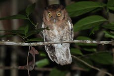 Two new species of ‘critically endangered’ owl discovered in Amazon rainforest