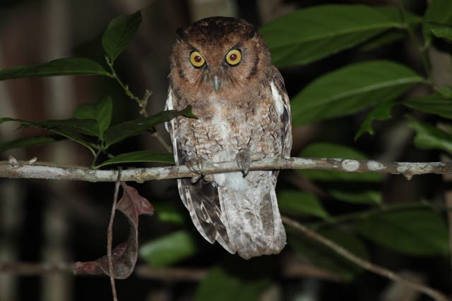 The alagoas screech owl is one of two new species discovered in the Amazon and Atlantic forests
