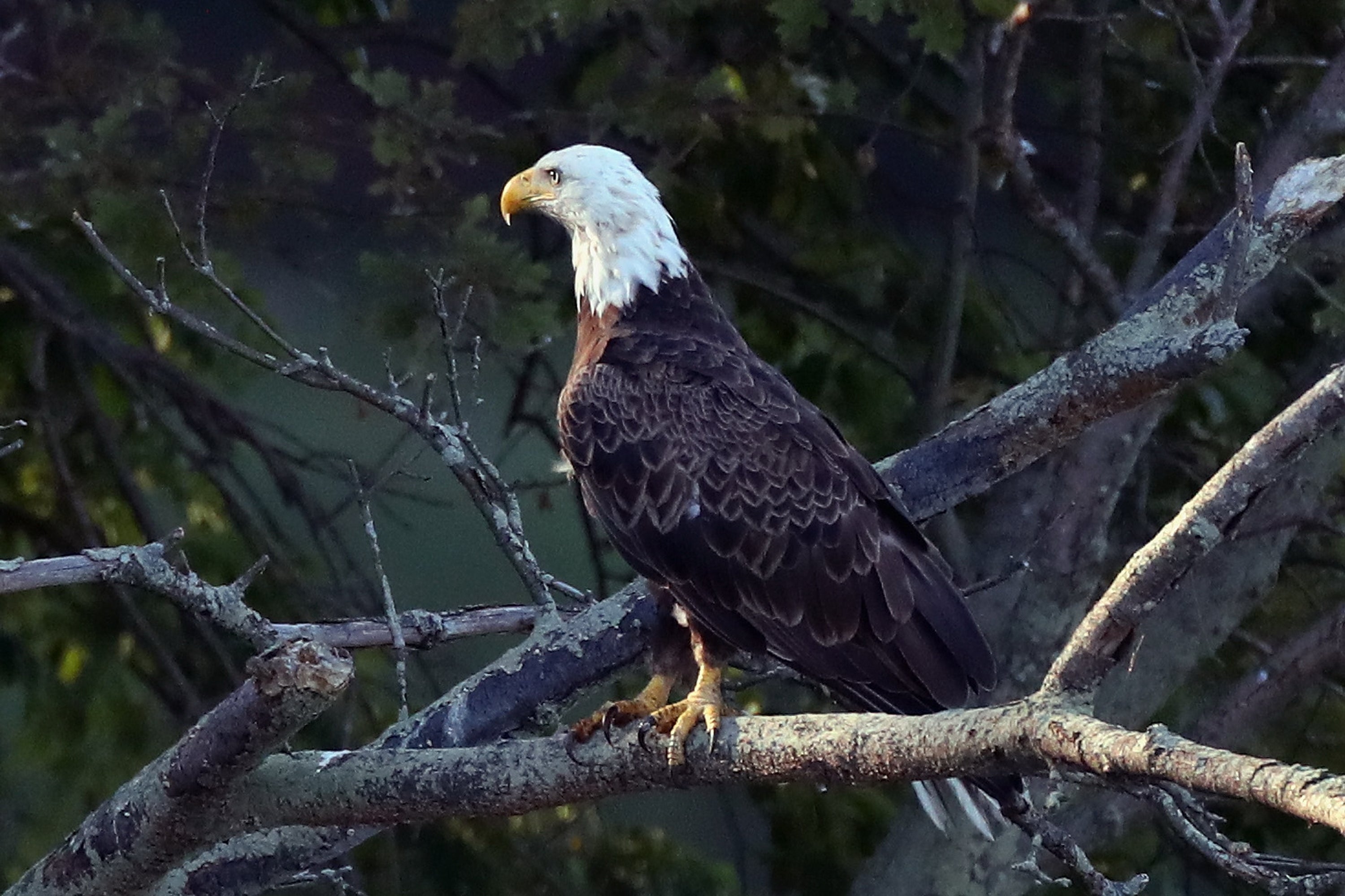An American bald eagle sits on a branch at Mill Pond on July 21, 2018 in Centerport, New York.