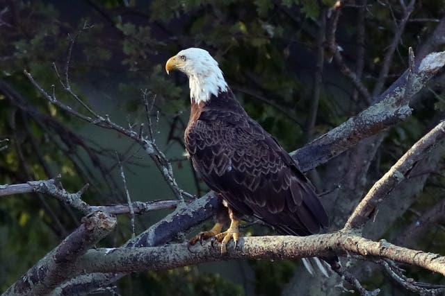 <p>An American bald eagle sits on a branch at Mill Pond on July 21, 2018 in Centerport, New York. </p>