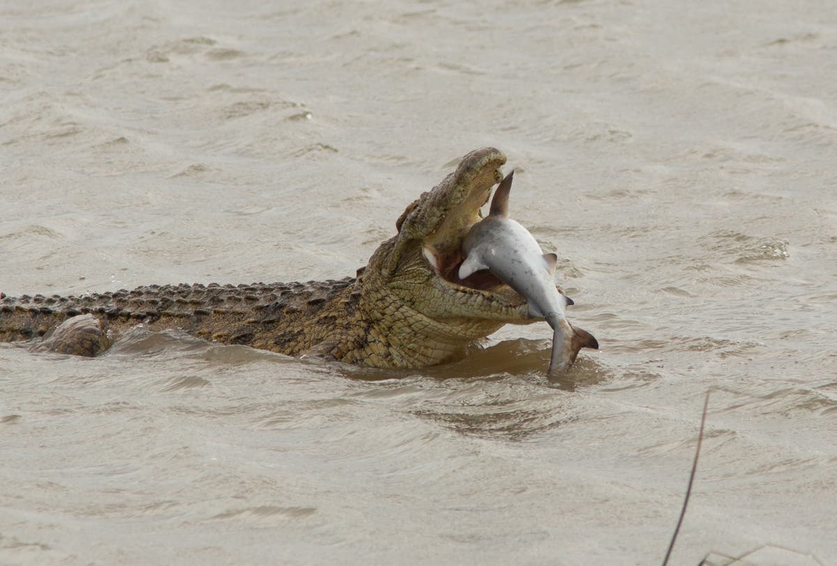 shark eating crocodile