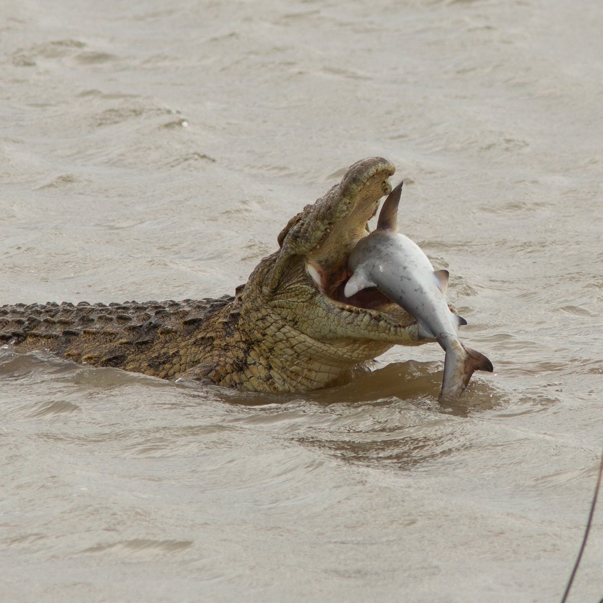 Eating Crocs Nile Crocodile Eating Fish