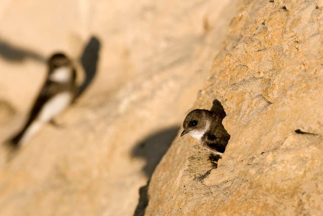 New efforts are being made to boost sand martin numbers in southern England