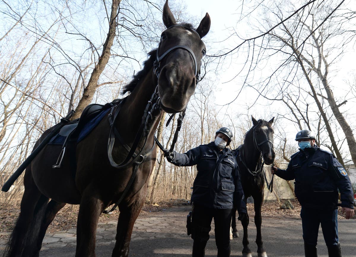 Poland plans pensions for dogs, horses in state employment