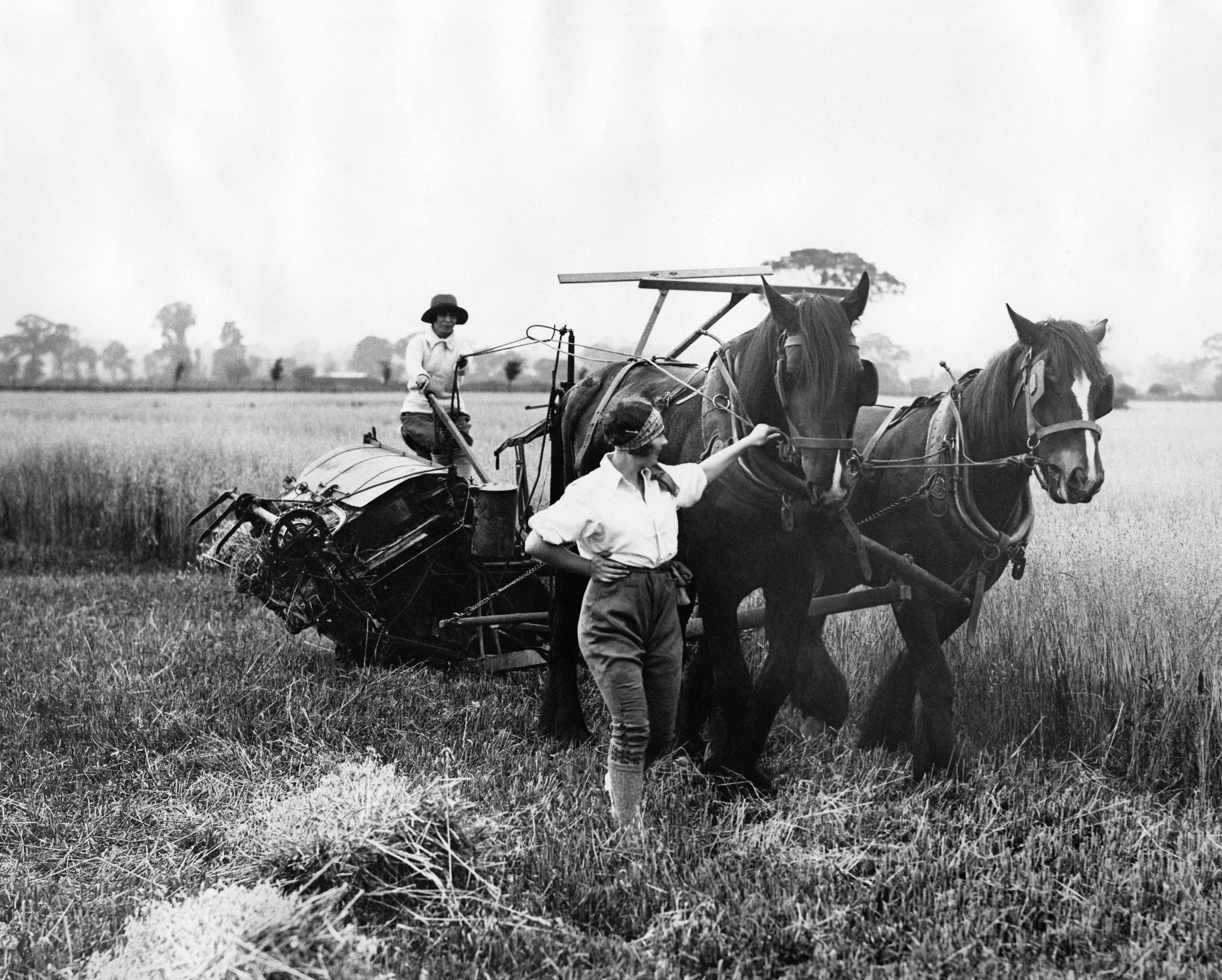 Female British farmers in the Thirties harvesting in the fields with a combine pulled by horses