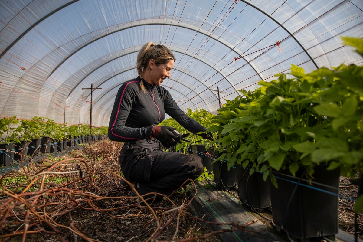 A seasonal worker from Romania tends to raspberries inside a polytunnel ahead of the fruit picking season at a farm in Kent in March 2020