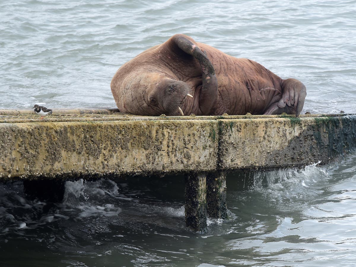 Walrus spotted in Tenby, Wales after previous sighting in Ireland