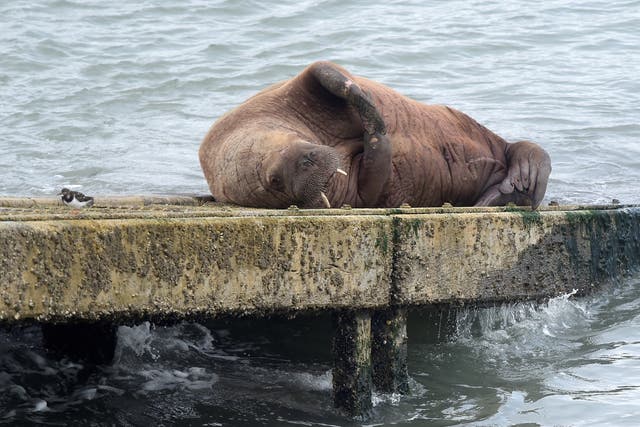 <p>The walrus was “basking in the sun” on the RNLI’s slipway</p>