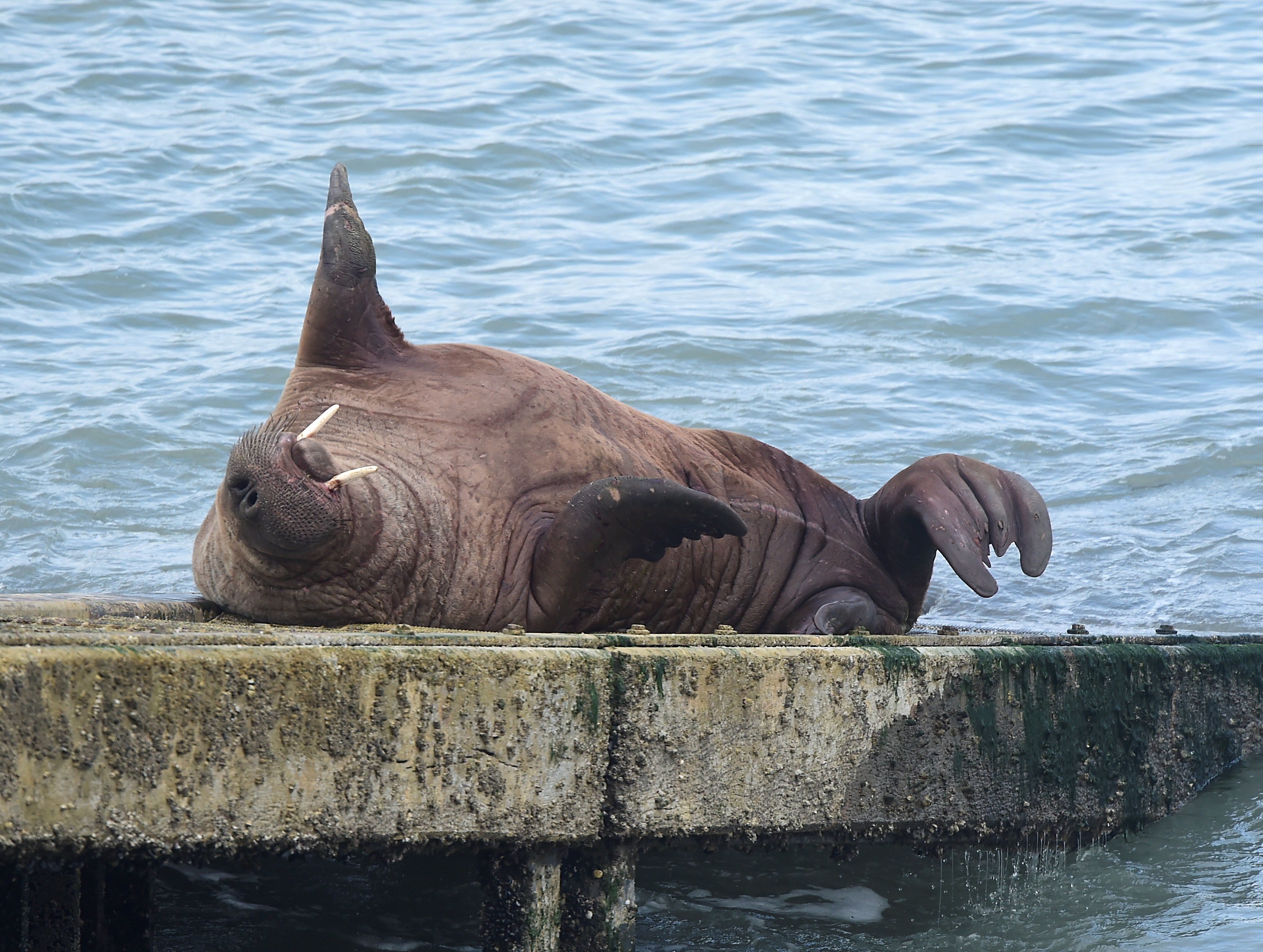 A walrus sleeps on the slipway of Tenby Lifeboat station at Tenby, Wales