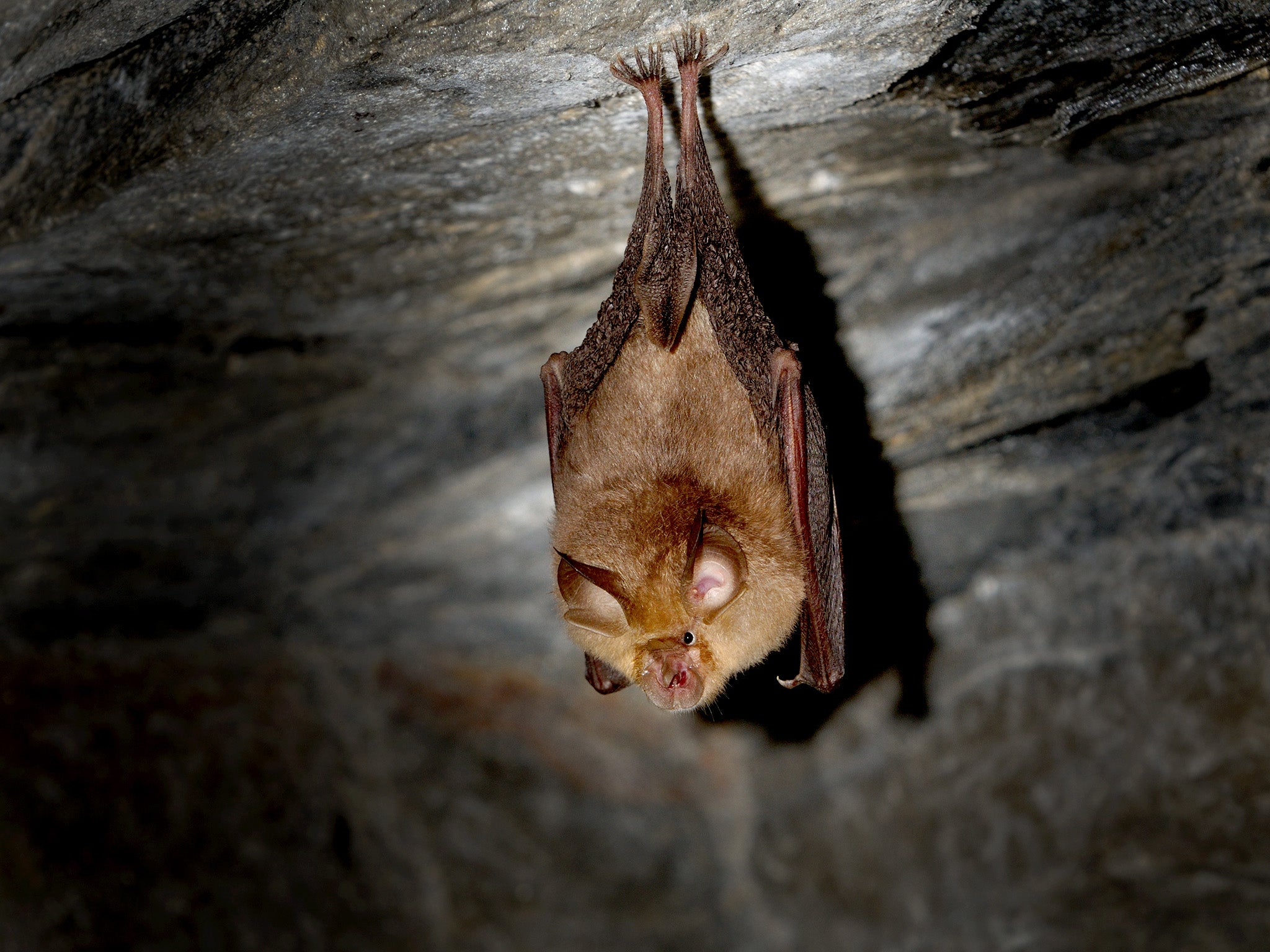 Sars-CoV-2 is thought to have first emerged in bats
