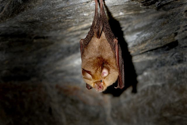 <p>Sars-CoV-2 is thought to have first emerged in bats</p>