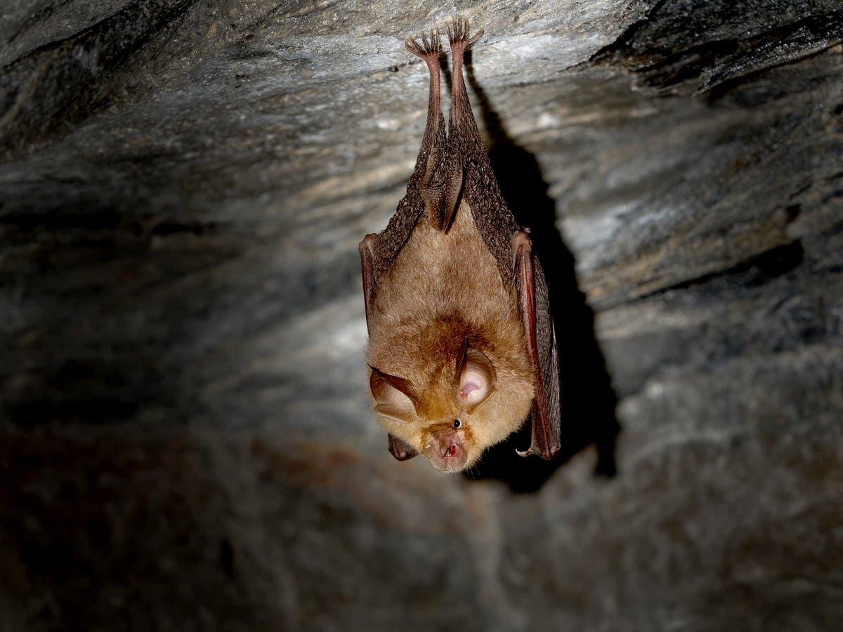 Coronavirus ‘very likely’ to have passed to humans from bats via unknown animal, WHO report says