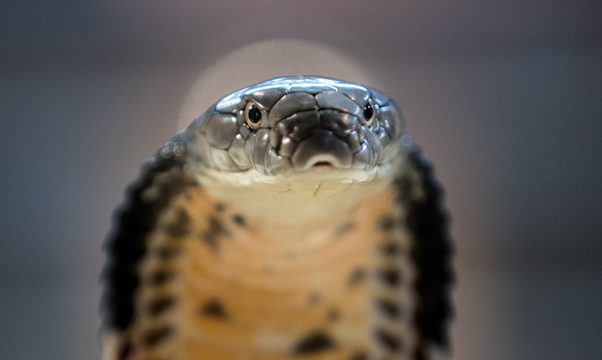 Scientists discover new antidote for cobra bites that could save thousands of lives