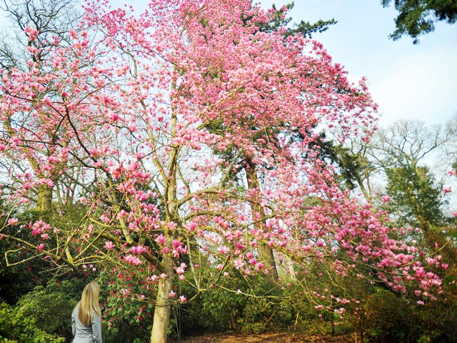 <p>If I received a fat windfall, I’d have a mature magnolia tree planted outside my window</p>