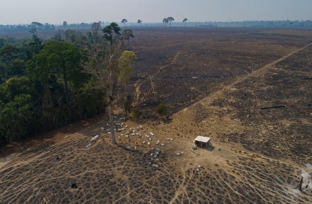 Cattle graze on deforested land Novo Progresso, Brazil. 