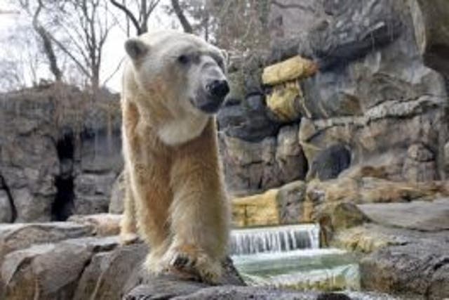 <p>America’s second oldest polar bear, Little One, dies after outliving average life span by 10 years</p>