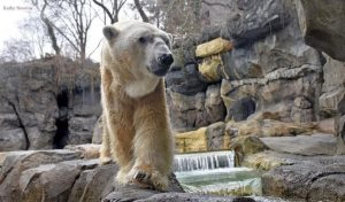 America’s second oldest polar bear dies after outliving average life span by 10 years America’s second oldest polar bear dies after outliving average life span by 10 years