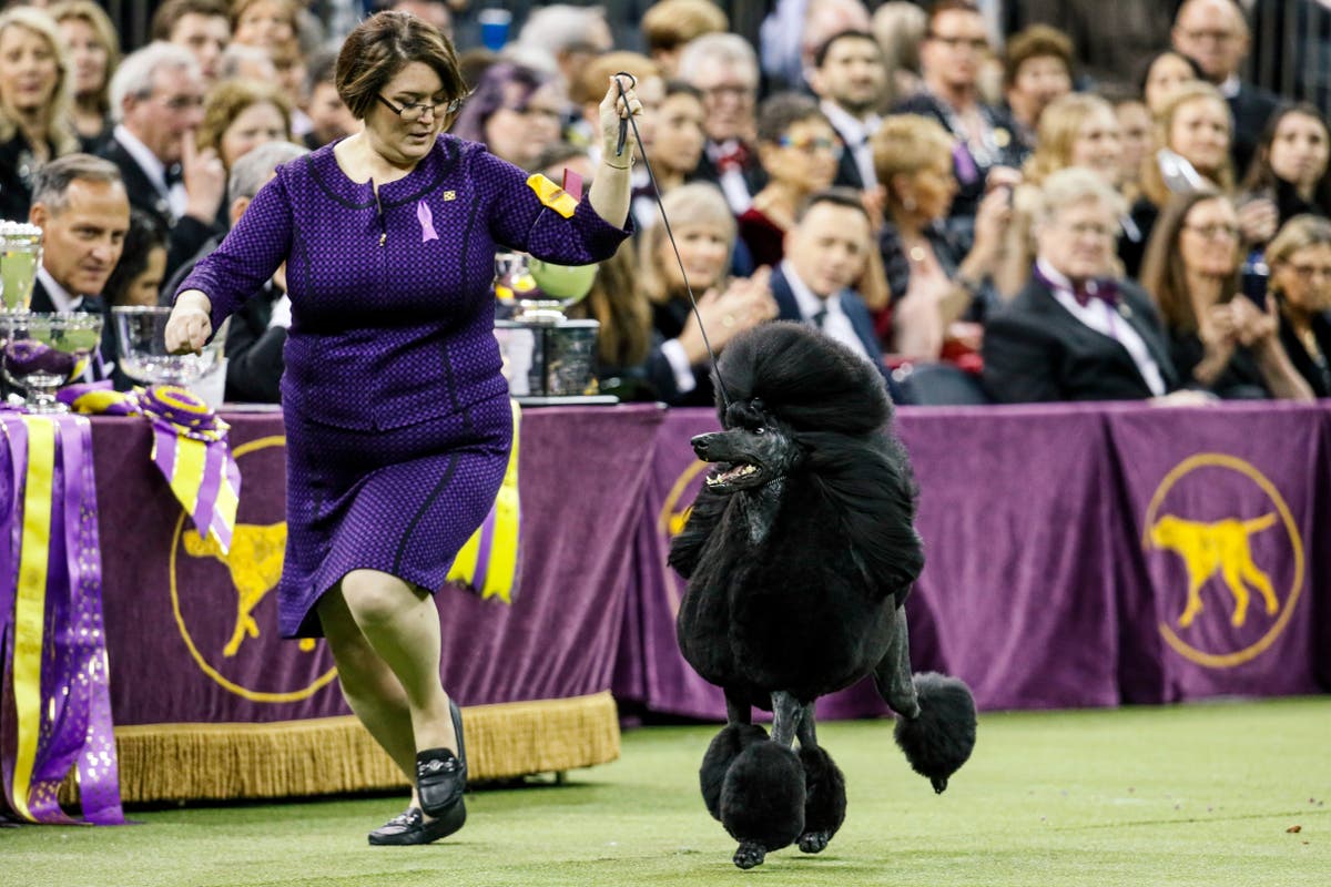 Westminster dog show to return to NYC in January 2022 Show Dogs Nyc New