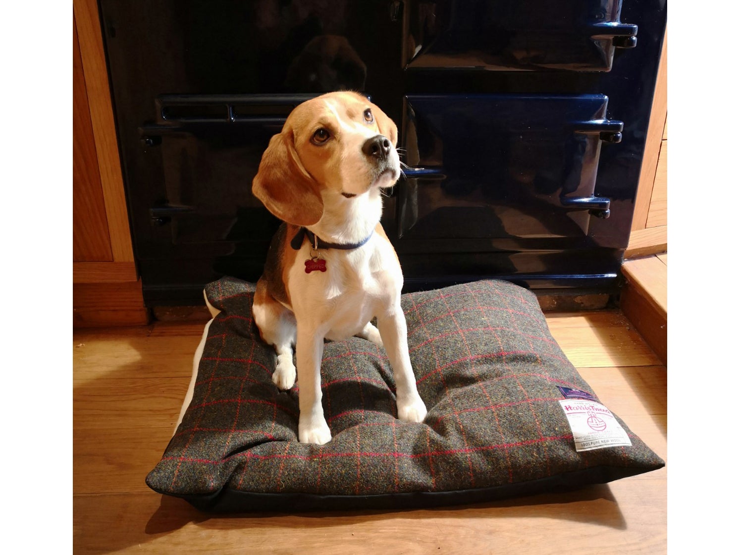 female dog beds