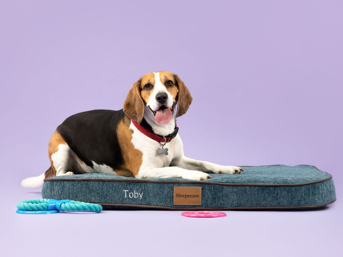 raised dog bed pets at home