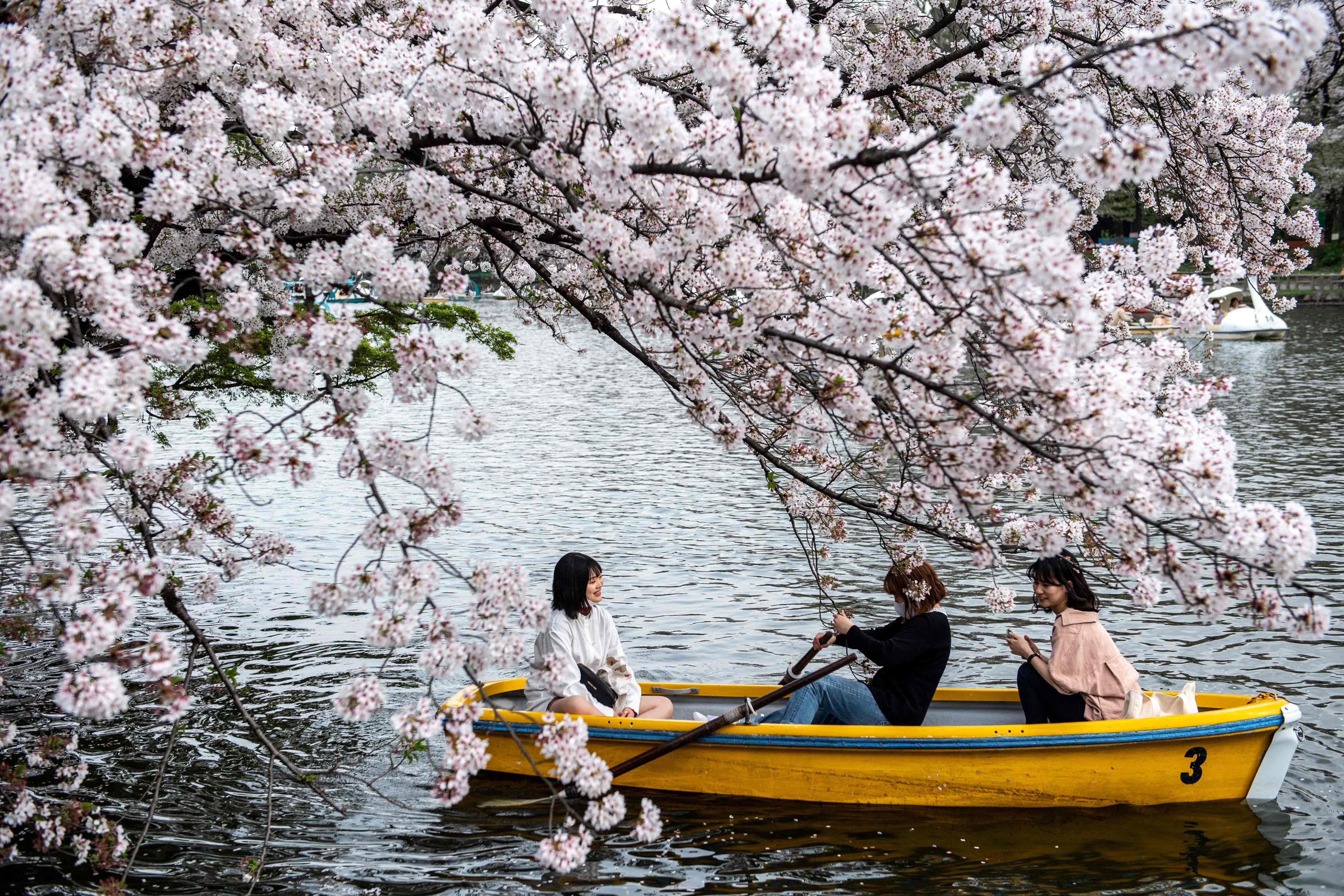 People ride a boat looking at cherry blossoms at Inokashira Park in Tokyo