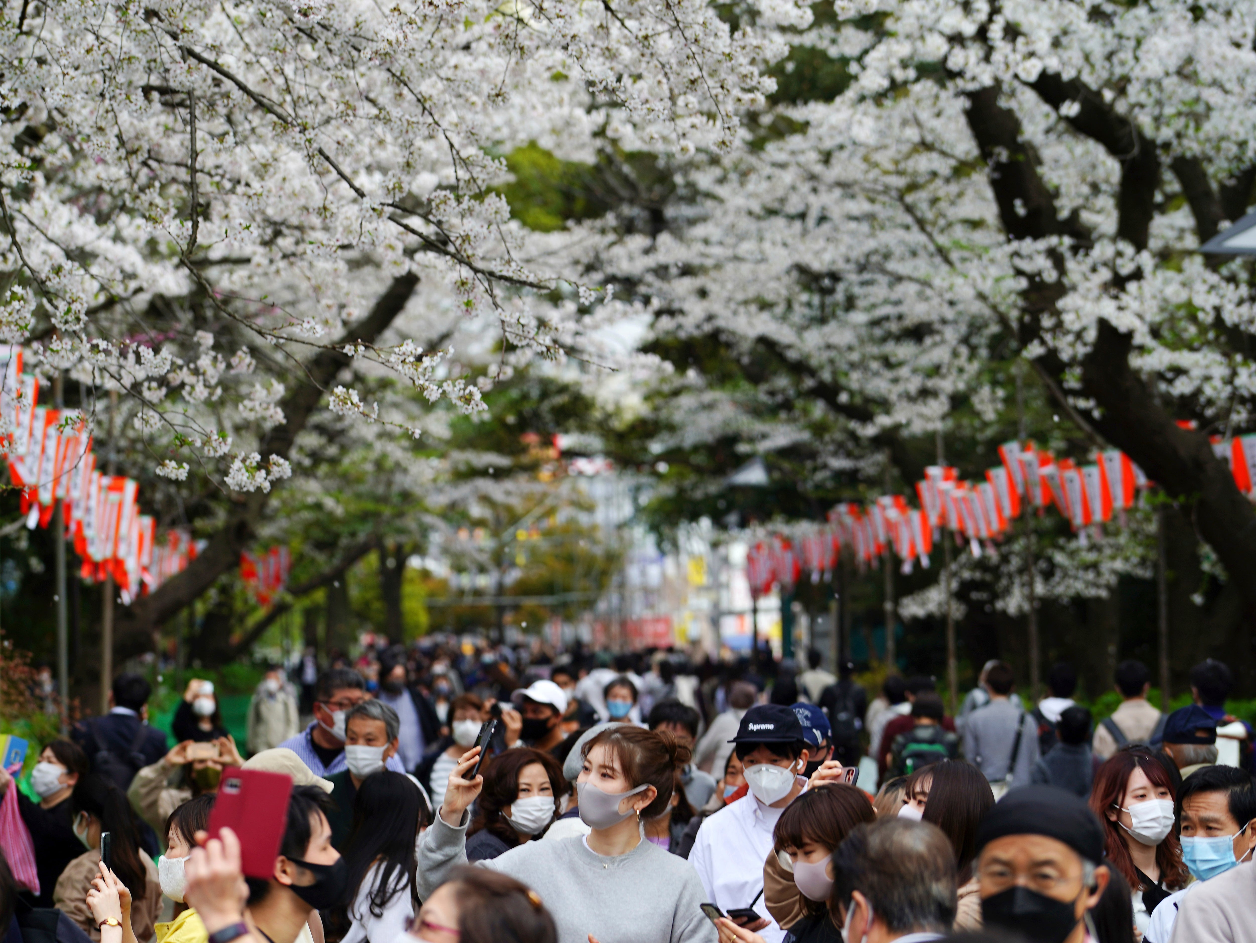 People take photos as they walk under cherry blossoms in Tokyo