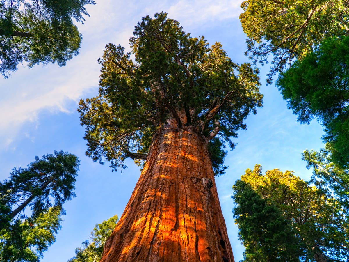 Parents of five children die after redwood tree falls on car during