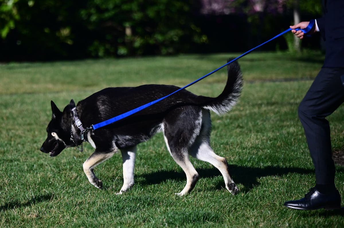 Biden’s dog Major involved in second biting incident at White House, report says Biden’s dog Major involved in second biting incident at White House, report says