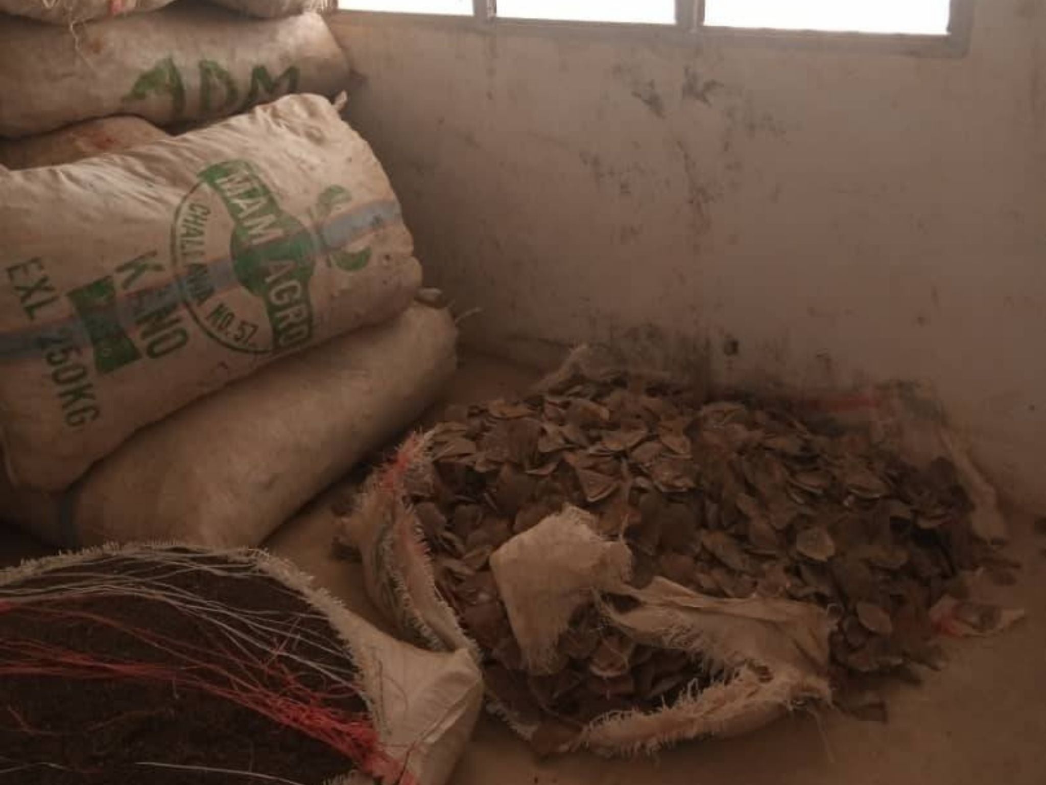 Thousands of pangolin scales disguised as foodstuffs were seized at Cameroon’s border with Nigeria