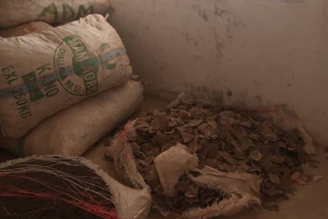 Thousands of pangolin scales disguised as foodstuffs were seized at Cameroon’s border with Nigeria 