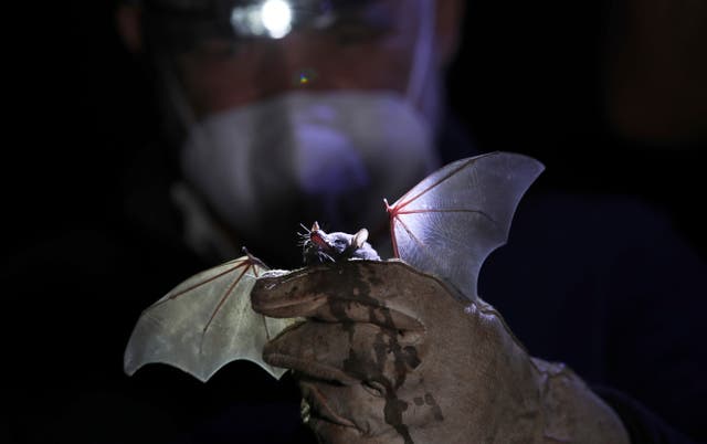 Virus Outbreak Mexico Rare Bats