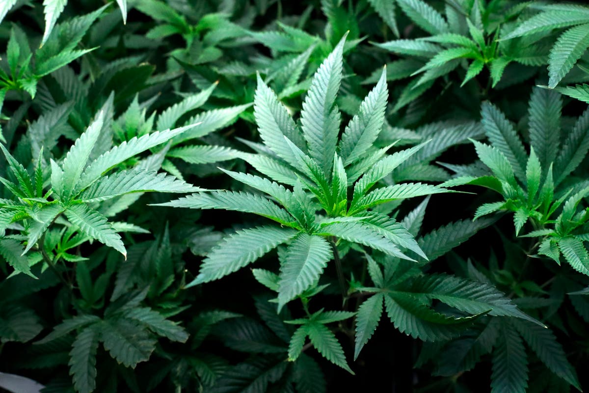 New York becomes 15th state to legalise recreational cannabis | The ...