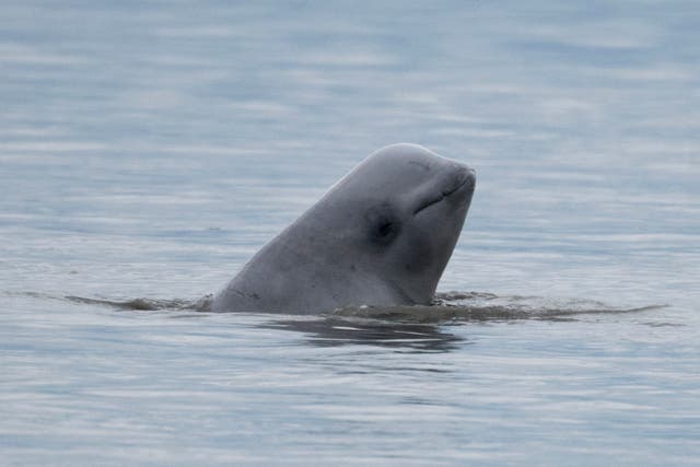 Drilling Lawsuit Belugas