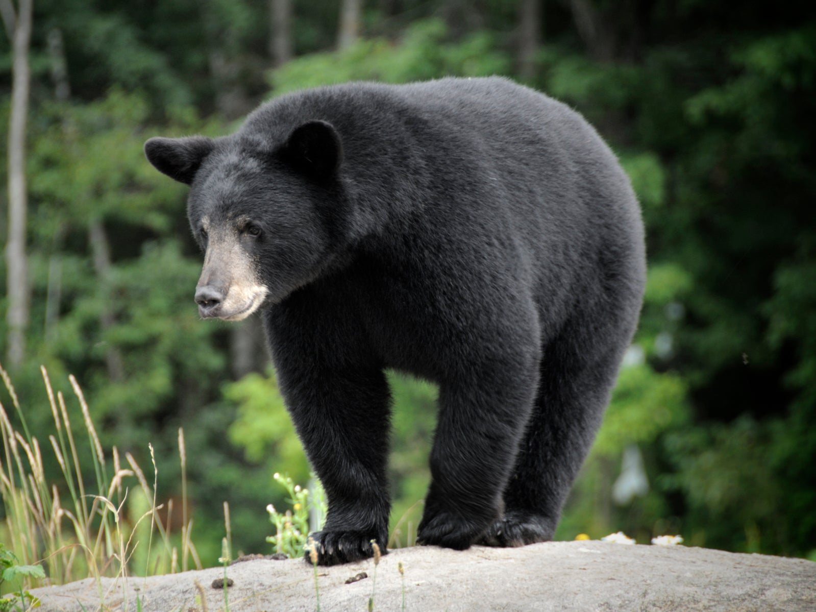 <p>As many as 25 black bears would be killed each year for three years as part of the experiment</p>