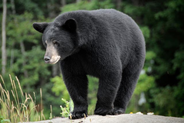 <p>As many as 25 black bears would be killed each year for three years as part of the experiment</p>