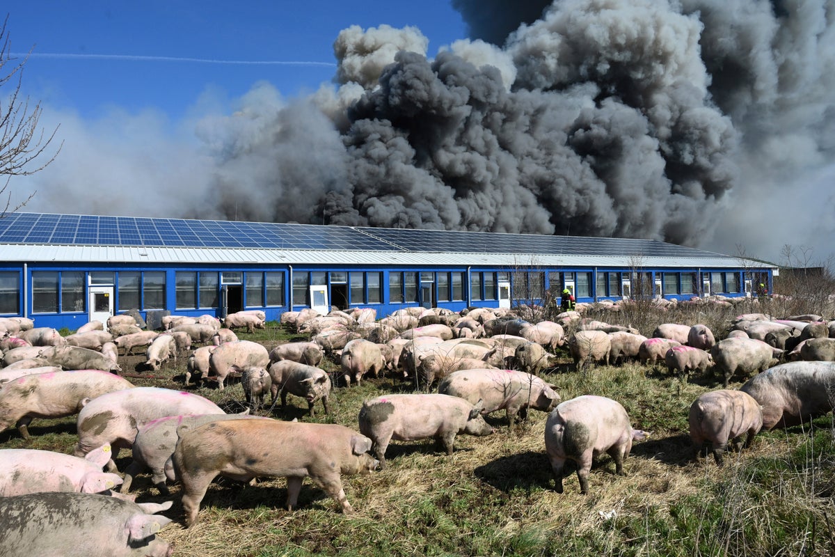 Over 55,000 animals believed dead in fire at German pig farm Berlin | The  Independent