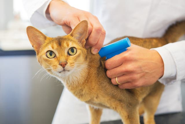 <p>A microchip is implanted in a cat </p>